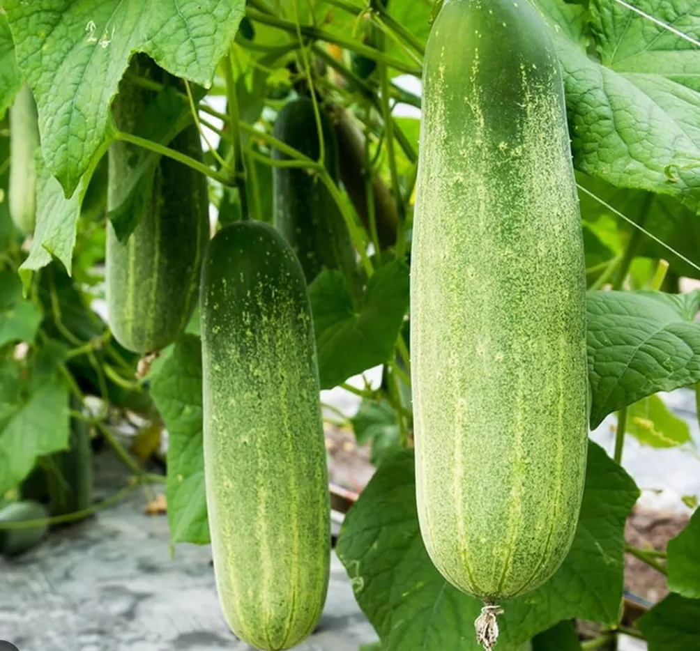 Cucumber Desi (500g)