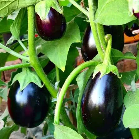 Brinjal  Black (500g)