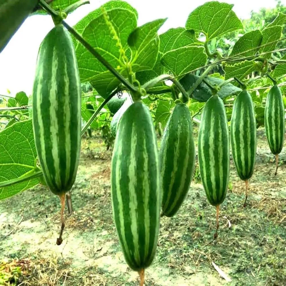 Pointed Gourd (500g)