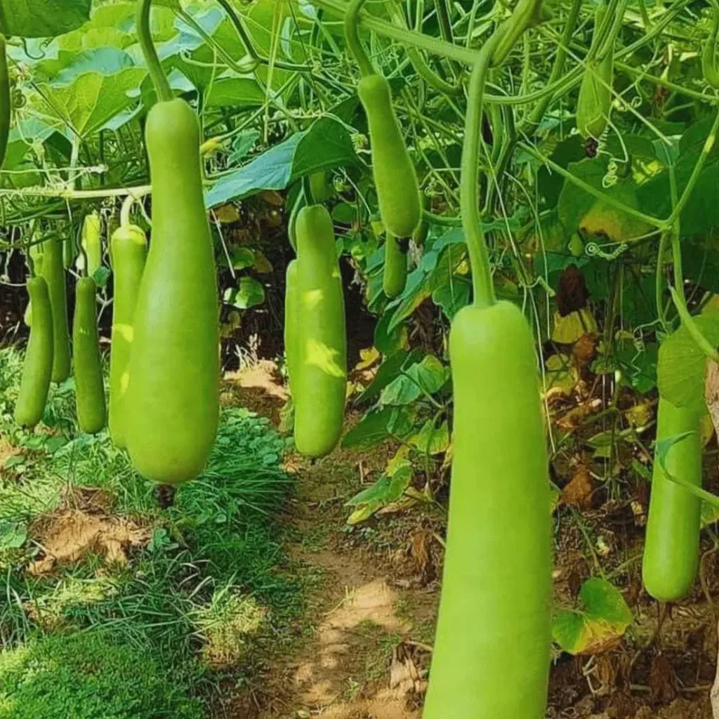 Bottle gourd (Small)