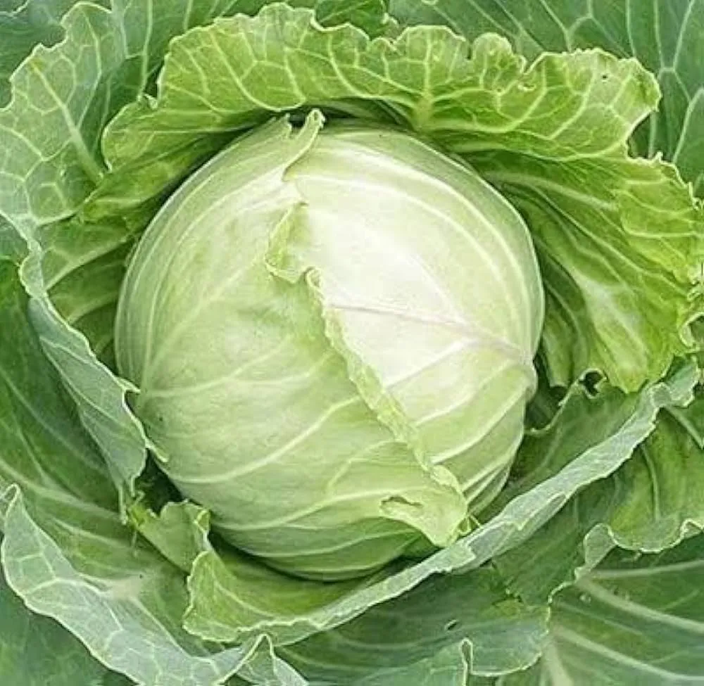 Cabbage (Bandha Kobi) (Small)
