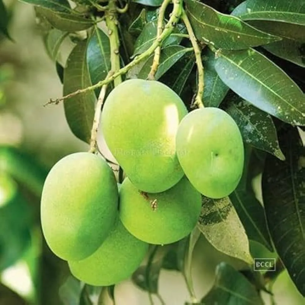 Raw Mango (Kancha Amba) (1kg)