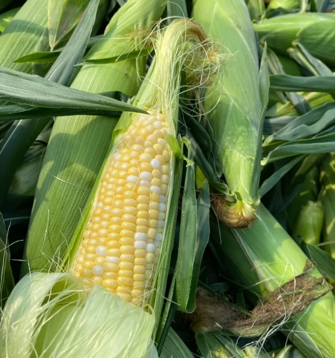 Sweet Corn (2 Piece)