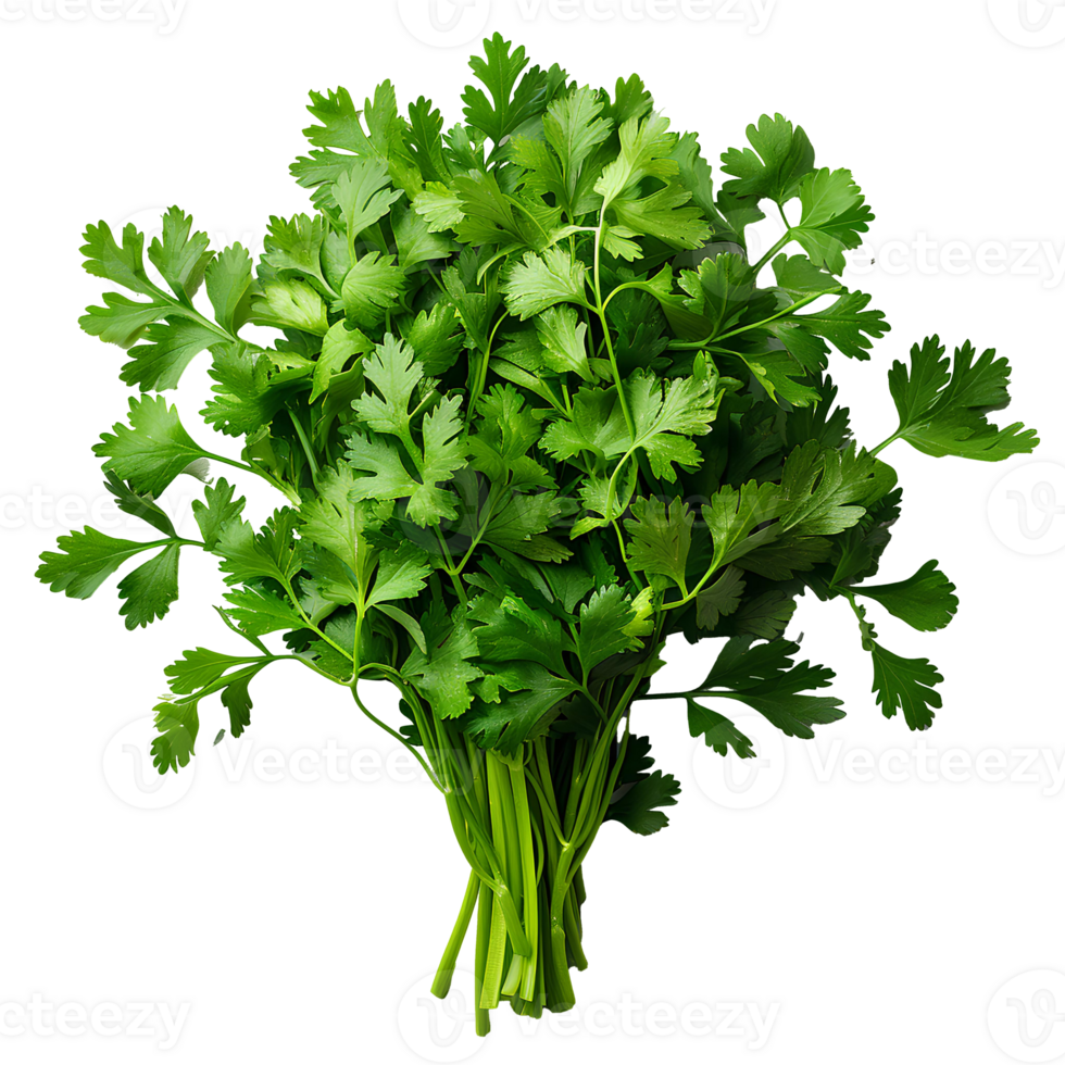 Coriander Bunch (Dhania Patra) (500g)