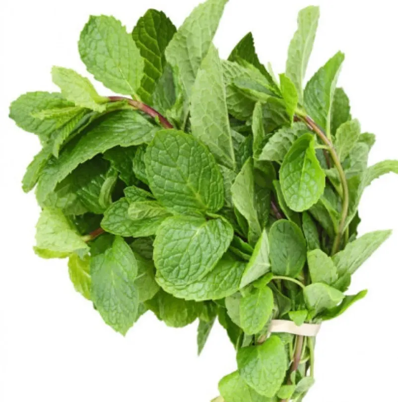Mint (Pudina Patta) (500g)