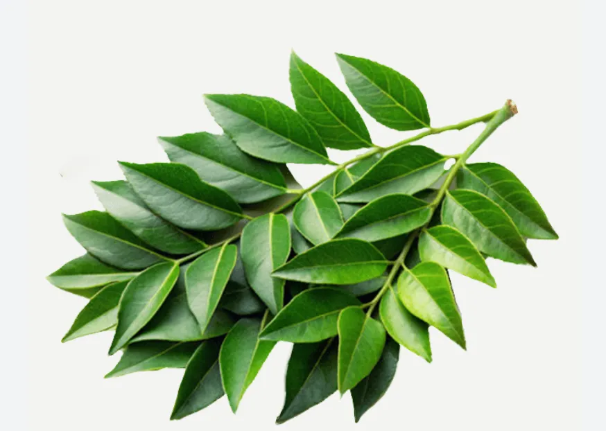 Curry Leaves (Brusanga Patra) (1 Pack)