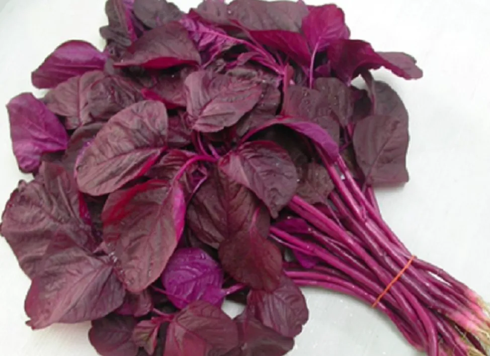 Amaranthus (Kosala Saga) (1 Pack)