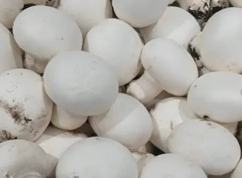 Bottom Mushroom (500g)