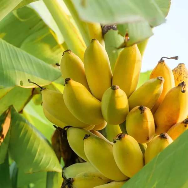 Ripe Banana (Desi Pachila Kadali) (3 Piece)