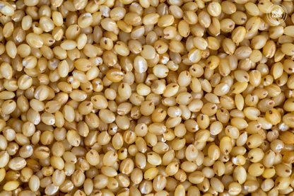 Jowar (Sorghum) (500g)